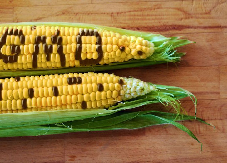 Кукуруза ГМО