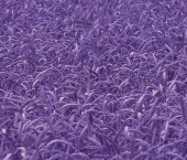 Фиолетовая пшеница