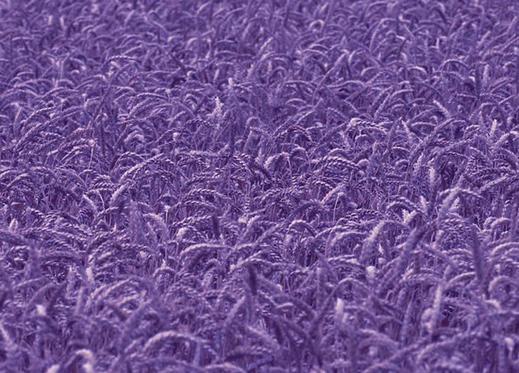 Фиолетовая пшеница