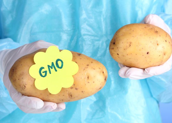 ГМО картофель