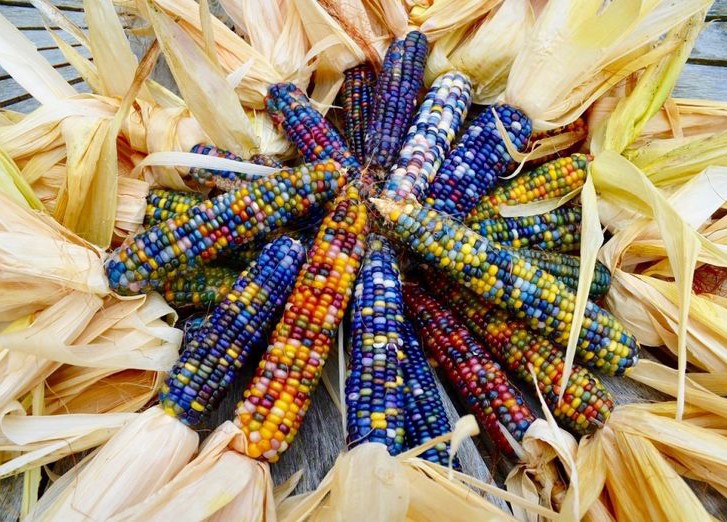 Разноцветная кукуруза