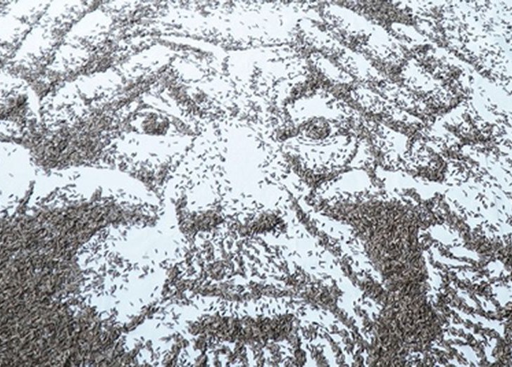 Портрет революционера из 20 000 семечек