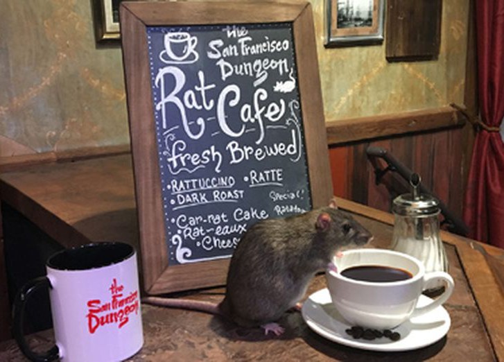 Кафе Rat Cafe