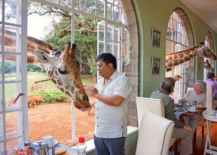 Завтрак с жирафами в отеле Giraffe Manor