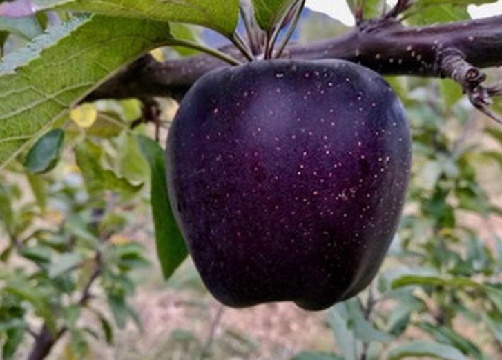 Яблоко «Черный бриллиант»