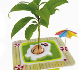 набор для выращивания авокадо