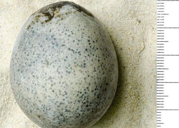 яйцо 1700-летней давности