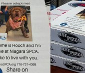 пицца с фото собаки