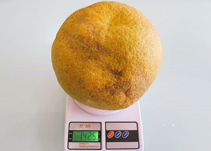 гигантский апельсин