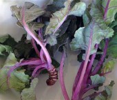 cabbage