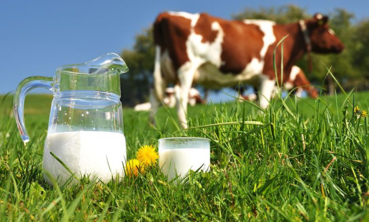 Корова из США поставила рекорд по производству молока за всю жизнь