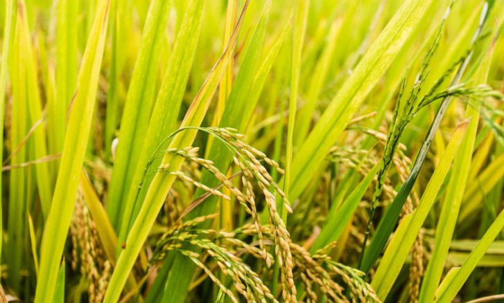 Ученые вырастили рис, который выдерживает жару до 40 °C