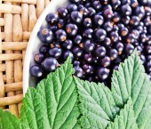 Черная смородина