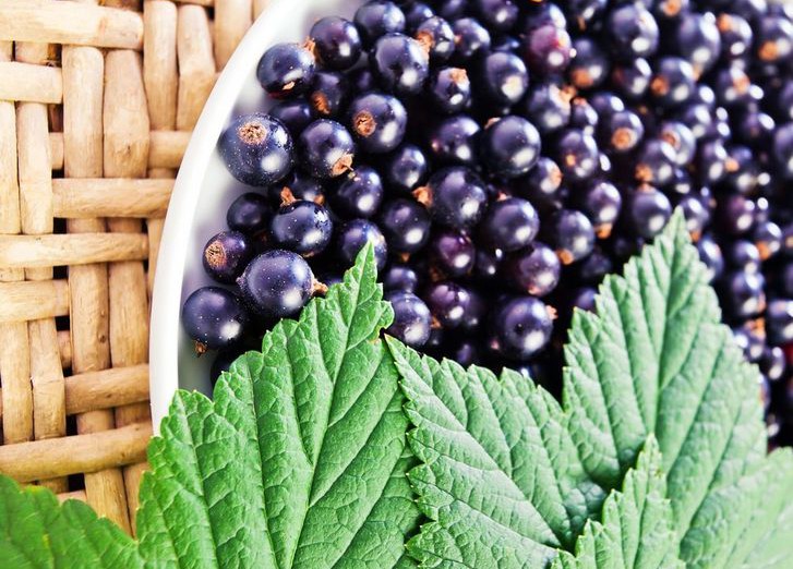 Черная смородина