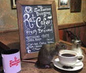 Кафе Rat Cafe