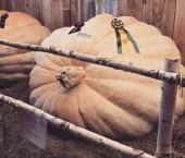 Огромная тыква