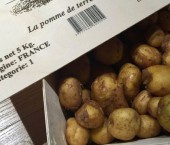 Картофель сорта La Bonnotte