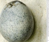 яйцо 1700-летней давности