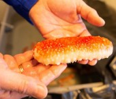 морской огурец