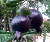 черный гранат