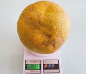 гигантский апельсин
