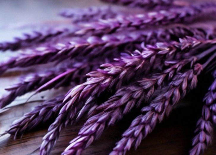 фиолетовая пшеница