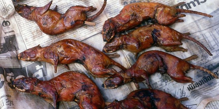 вяленое мясо крыс