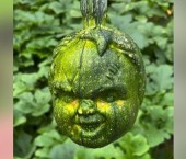 Кабачок с лицом младенца