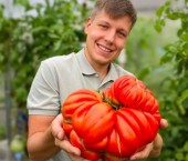 огромный помидор