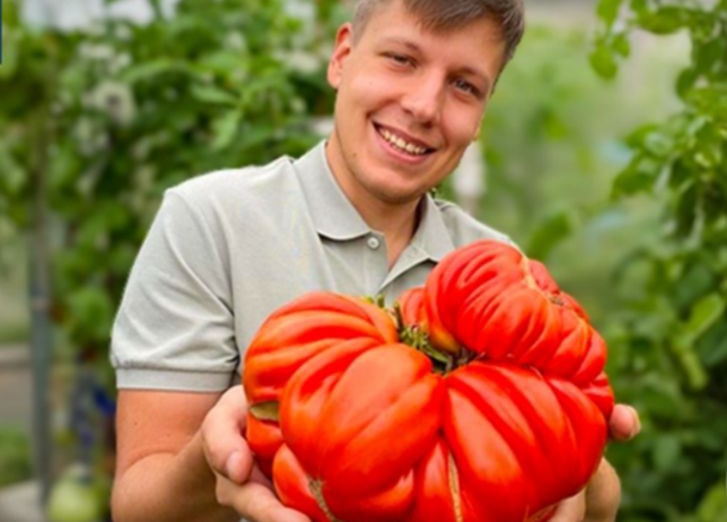 огромный помидор