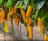 перец без семян