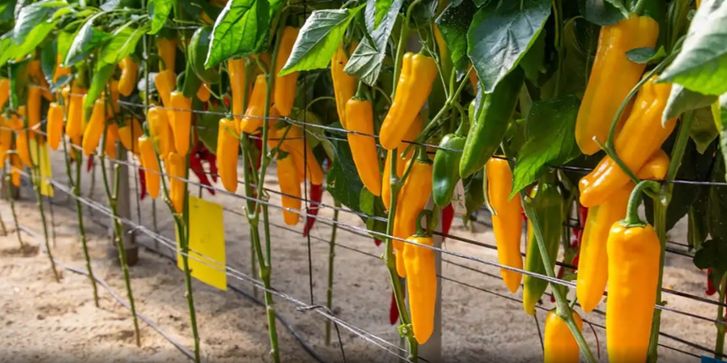 перец без семян