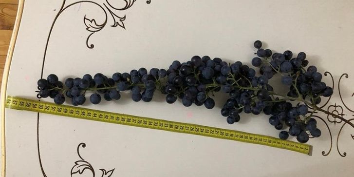 виноград