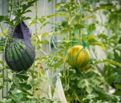 арбуз и дыня