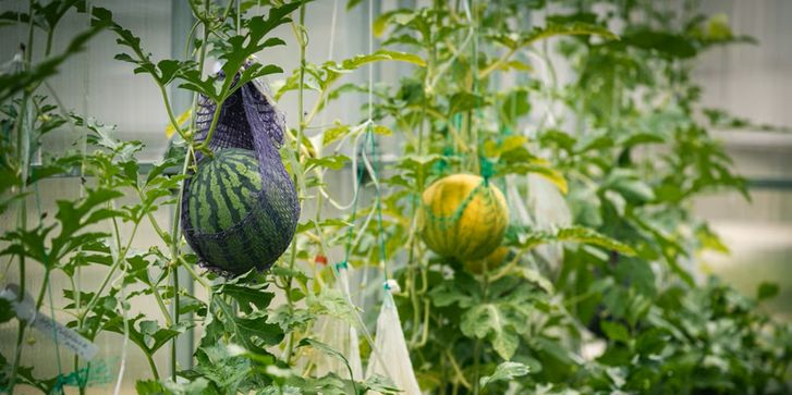 арбуз и дыня